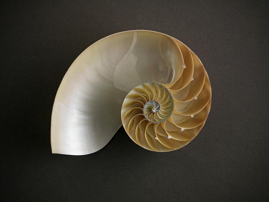 Close Up Of Nautilus Shell Digital Art by Owen Smith - Fine Art America