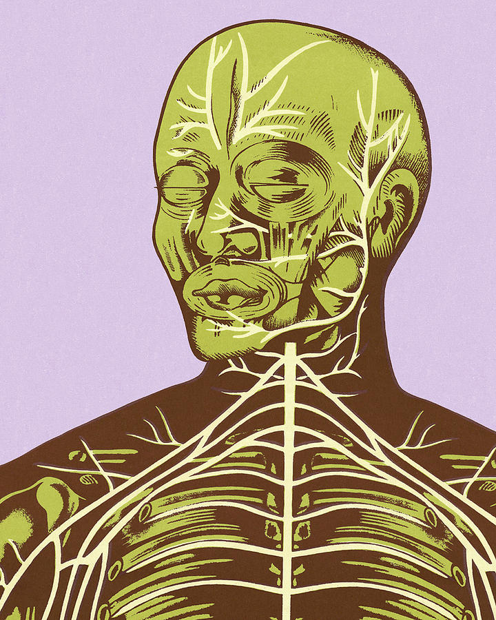 Vintage Drawing - Close-up of Nerves of Head and Chest by CSA Images