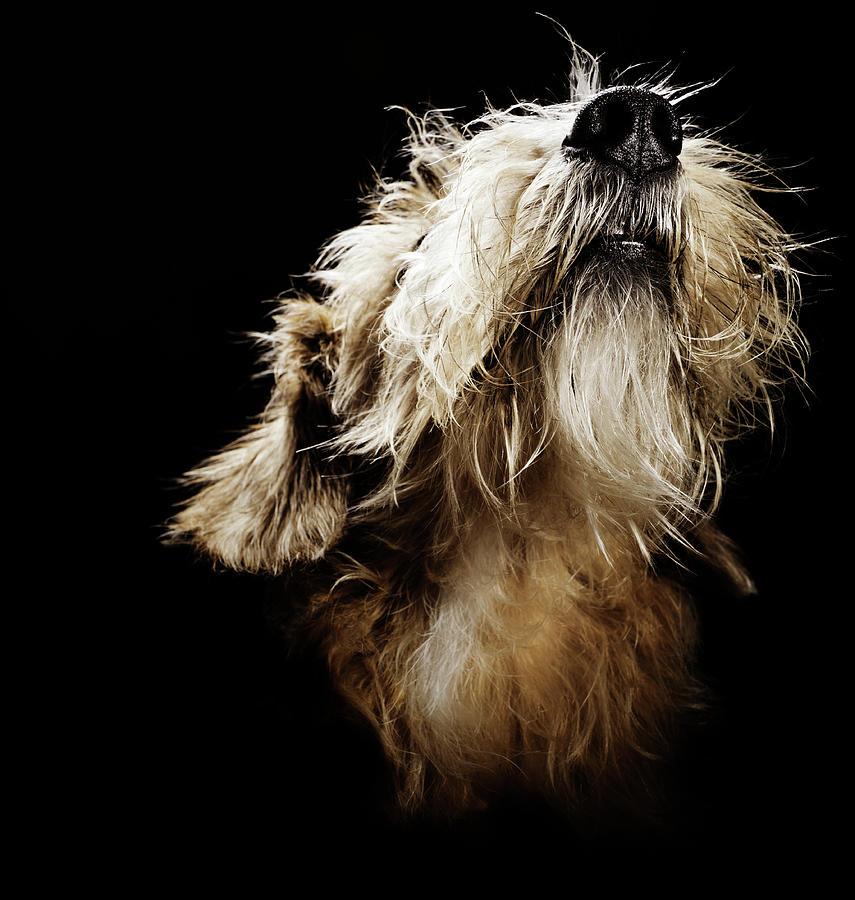 Close Up Of Norfolk Terrier Photograph by Henrik Sorensen