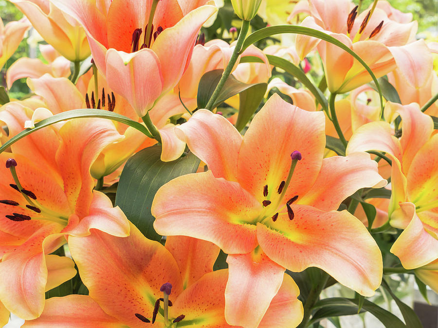 Close-up of orange lilies Photograph by Tosca Weijers