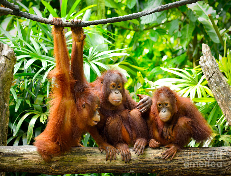 Fur Photograph - Close Up Of Orangutans Selective Focus by Tristan Tan Fur Photograph - Close Up Of Orangutans Selective Focus by Tristan Tan
