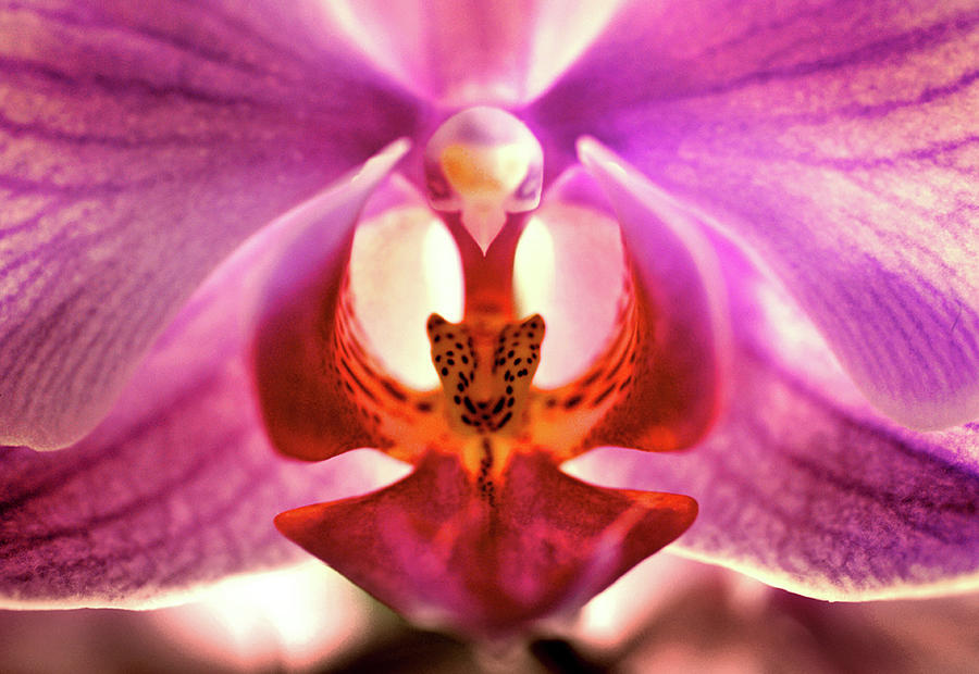 Close Up Of Orchid Flower Photograph by Fabiela Photography