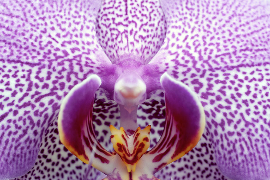 Close Up Of Orchid Flower Photograph by Oliver Santana Martínez Close Up Of Orchid Flower Photograph by Oliver Santana Martínez