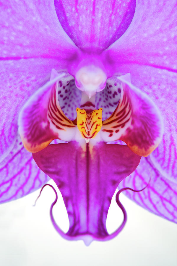 Close-up Of Orchid Flowers Stamen Photograph by Robert George Young