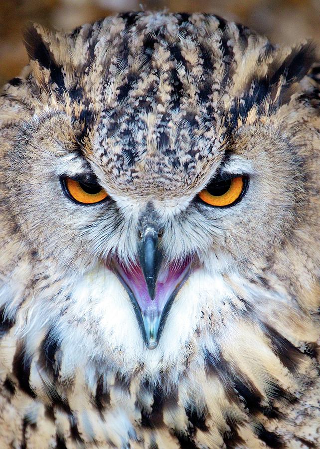 Close Up Of Owl With Open Beak Photograph by Photography By Paulgmccabe