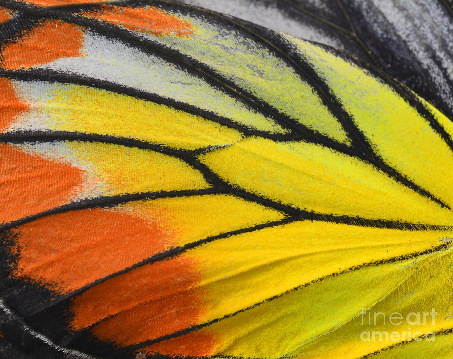 Antenna Photograph - Close Up Of Painted Jezebel Butterflys by Super Prin Antenna Photograph - Close Up Of Painted Jezebel Butterflys by Super Prin