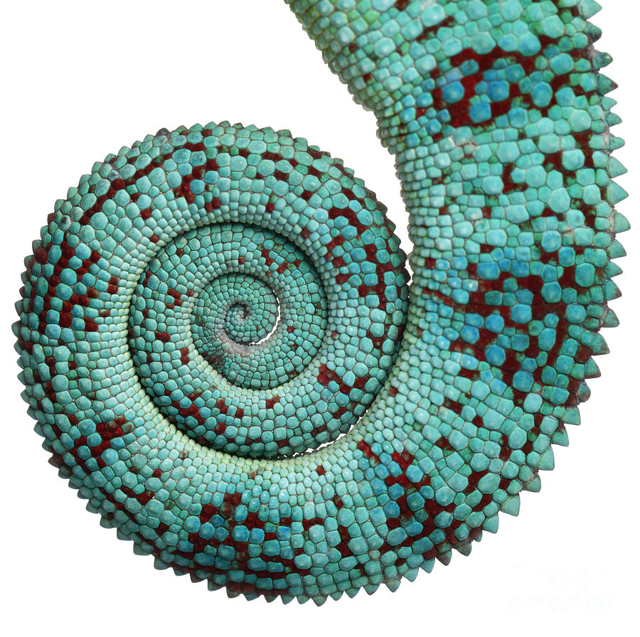 Studio Photograph - Close-up Of Panther Chameleon Nosy by Eric Isselee Studio Photograph - Close-up Of Panther Chameleon Nosy by Eric Isselee
