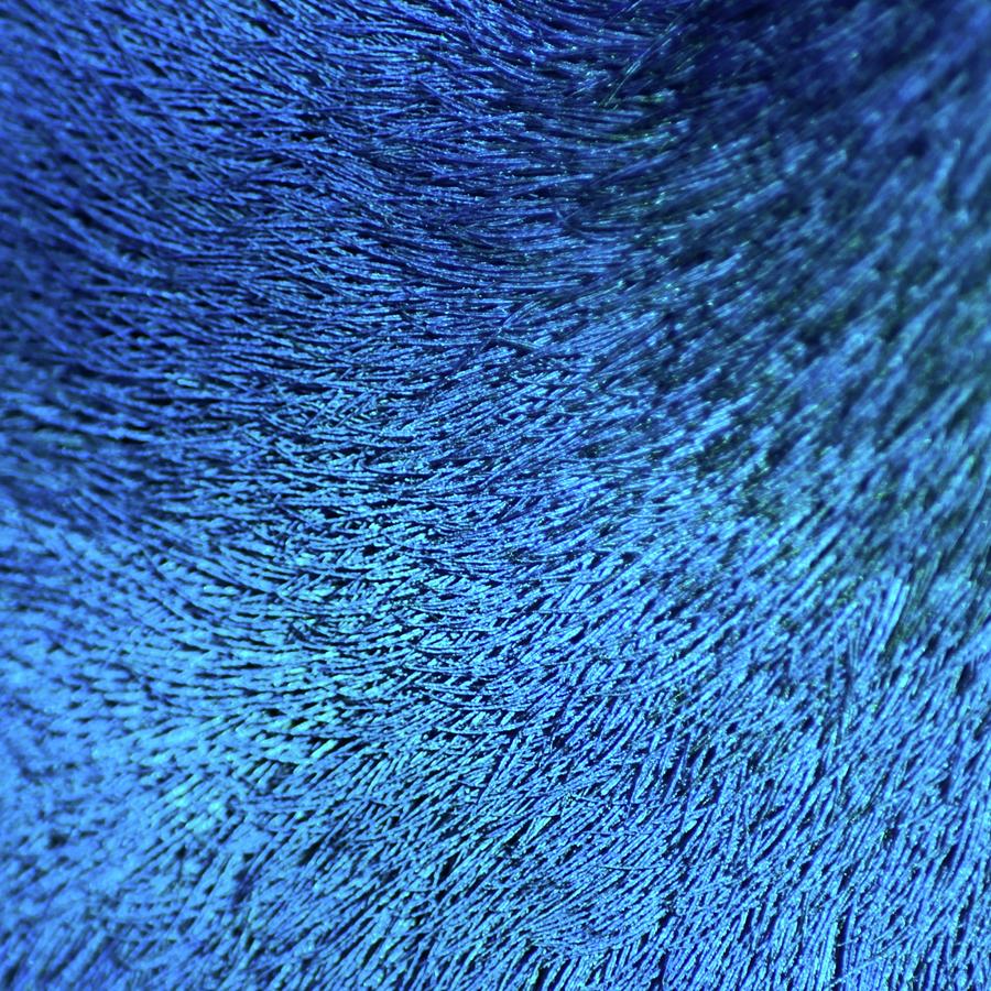 Close Up Of Peacock Feather Photograph by Madmàt