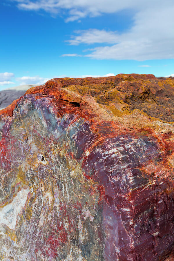 Close Up Of Petrified Wood, Petrified Forest National Park Photograph by Juan Carlos Munoz / Naturepl.com Close Up Of Petrified Wood, Petrified Forest National Park Photograph by Juan Carlos Munoz / Naturepl.com