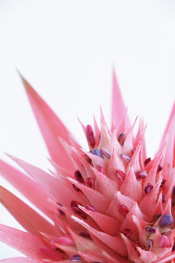 Close-up Of Pink Aechmea Flower Photograph by Marij Hessel