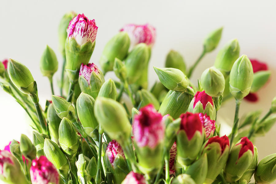 Closeup Of Pink Carnation Buds Against White Background Photograph by Cavan Images Fine Art