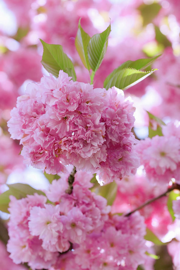 Close Up Of Pink Cherry Blossom Digital Art by Judith Haeusler - Fine ...
