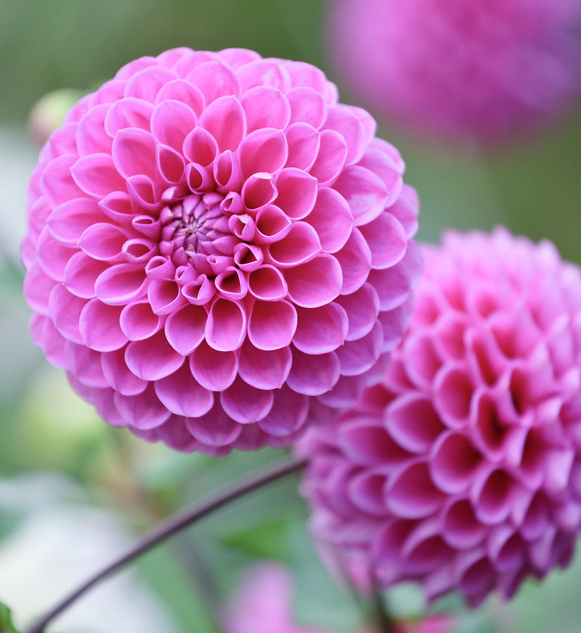Close-up Of Pink Dahlias Photograph by Johner Images