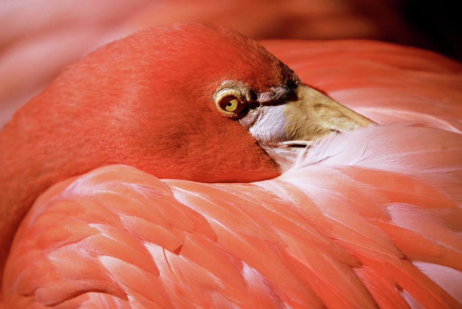 Close-up Of Pink Flamingo Resting Head Photograph by Medioimages/photodisc