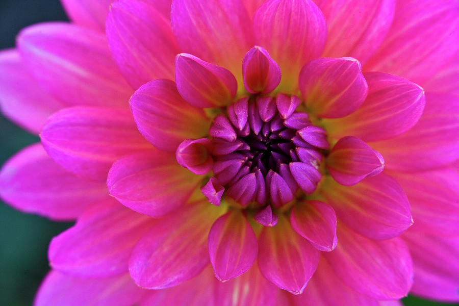 Close-up Of Pink Flower Photograph by Jupiterimages