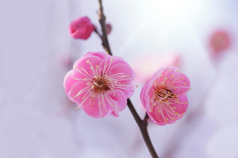 Close Up Of Pink Flowers On Branch Photograph by Imagewerks