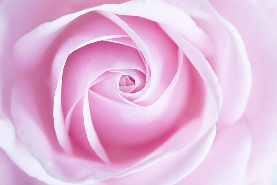 Close Up Of Pink Rose Flower Photograph by Photoshopped