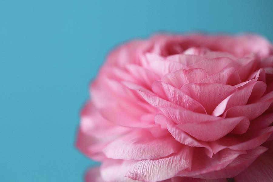Close Up Of Pink Rose Photograph by Svetoslava Slavova