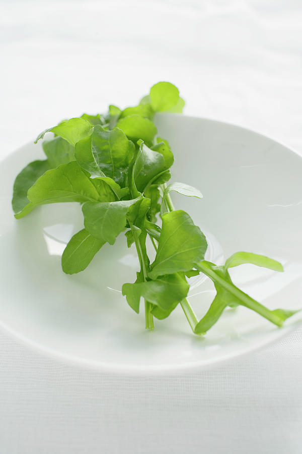 Close Up Of Plate Of Rocket Photograph by Brett Stevens Close Up Of Plate Of Rocket Photograph by Brett Stevens