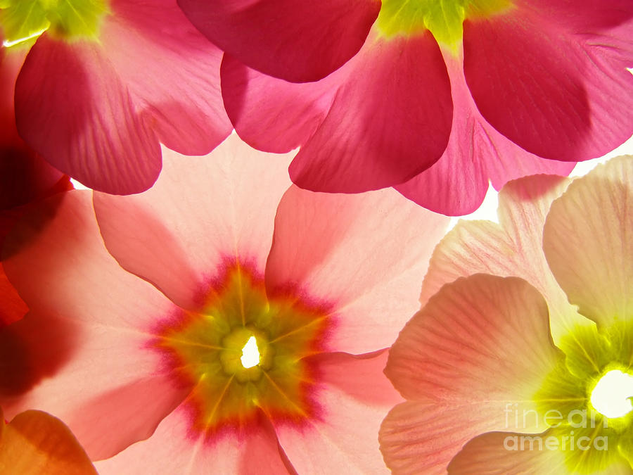 Macro Photograph - Close-up Of Primula Flower by Anette Linnea Rasmussen