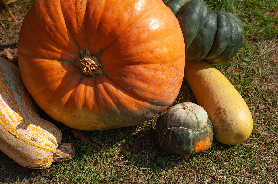Close Up Of Pumpkins, Squash And Gourds Photograph