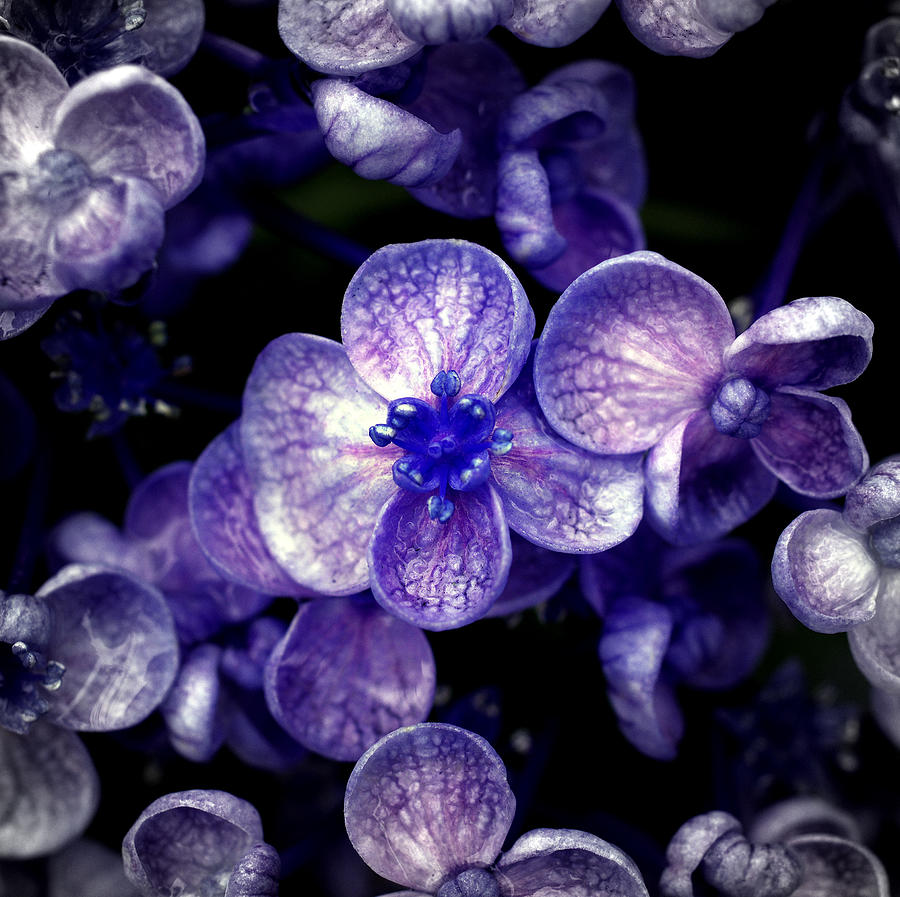 Close Up Of Purple Flowers Photograph by Sner3jp