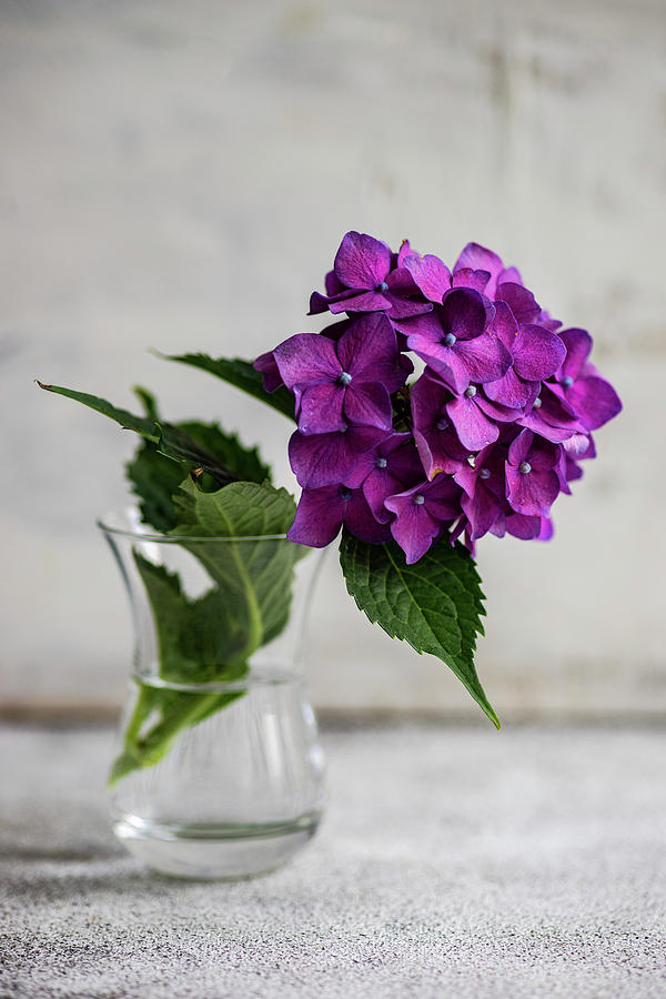 Close Up Of Purple Hydrangea Flowers Photograph by Anna Bogush