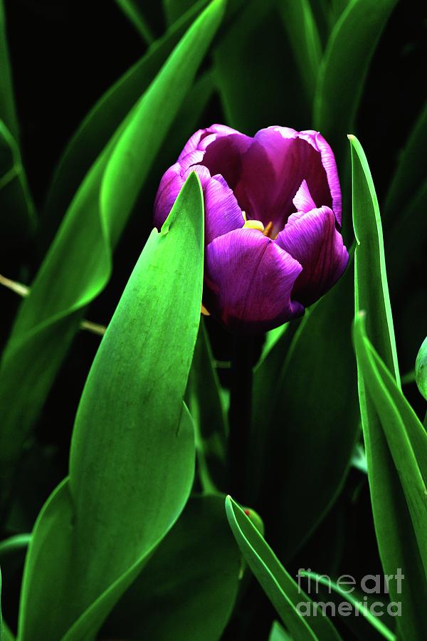 Close-up Of Purple Tulip, Seoul, Korea Photograph by Wonbong Yu