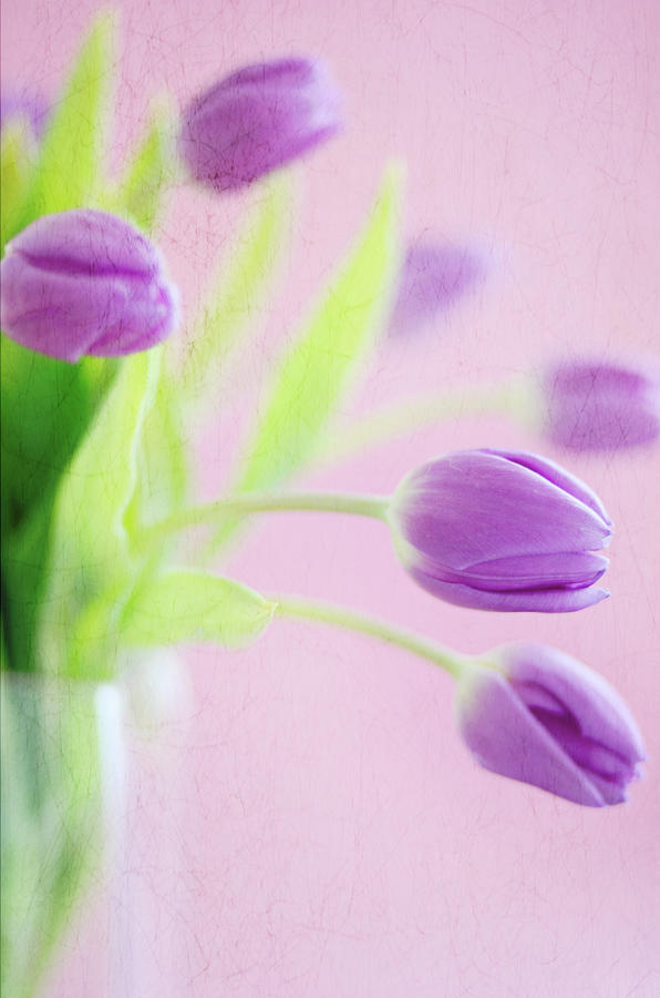 Vase Photograph - Close Up Of Purple Tulips by Dhmig Photography