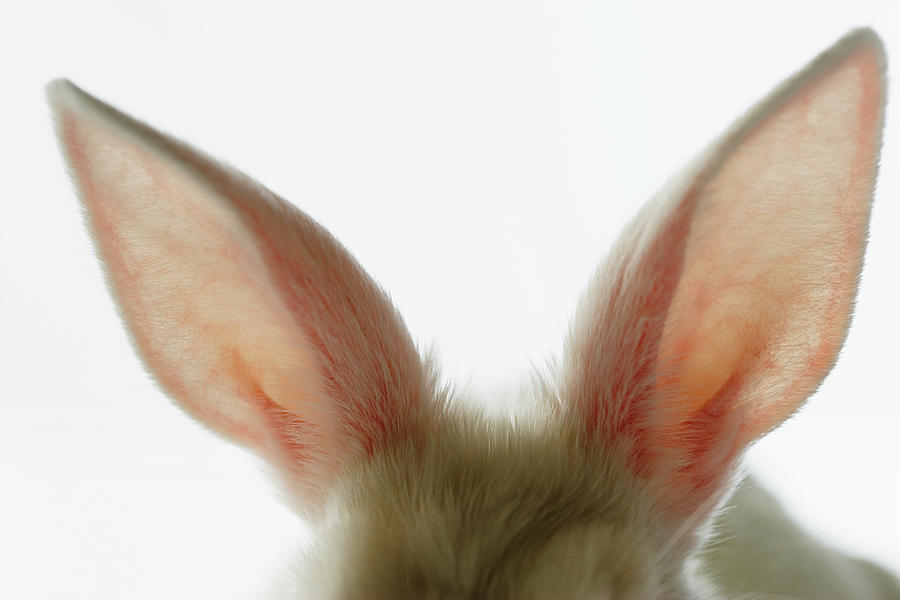 Close-up Of Rabbit Ears by Cadalpe