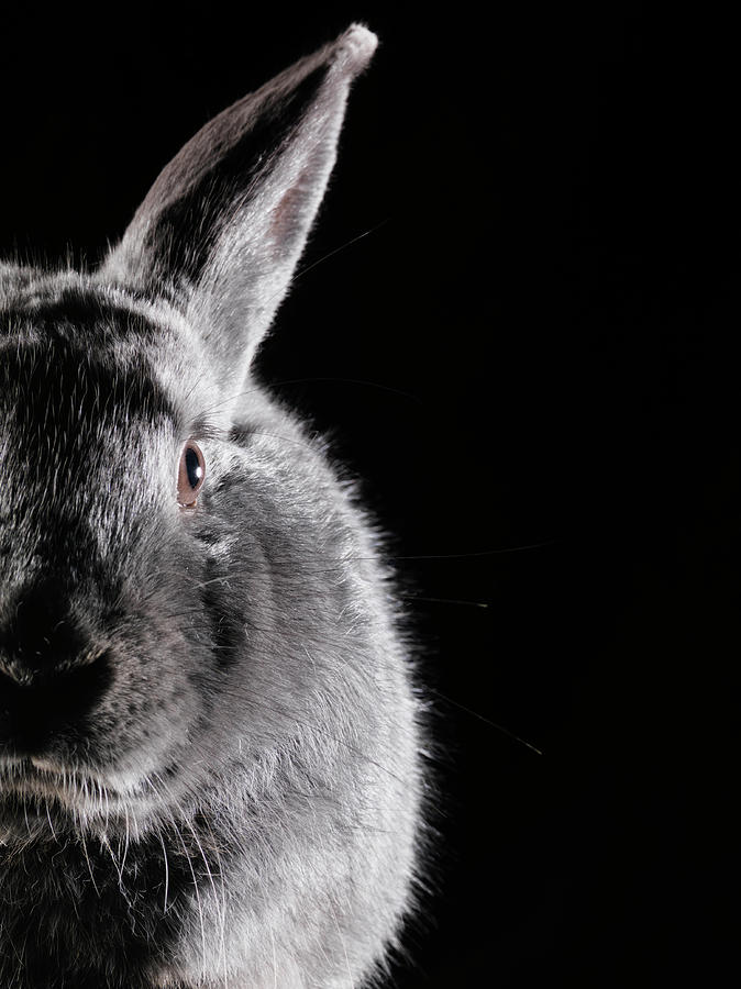 Close Up Of Rabbit Photograph by Henrik Sorensen