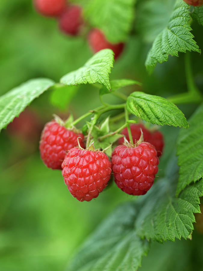 Close-up Of Raspberries, Barrie Hill Photograph by Michael Mahovlich Close-up Of Raspberries, Barrie Hill Photograph by Michael Mahovlich