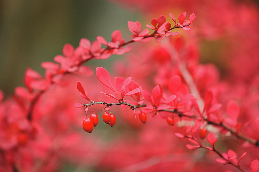 Fall Photograph - Close-up of red barberry in autumn by Juhani Viitanen