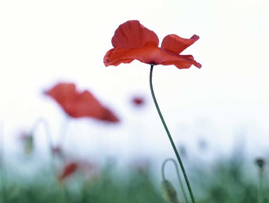 Close-up Of Red Corn Poppy Flower In Photograph by Eschcollection