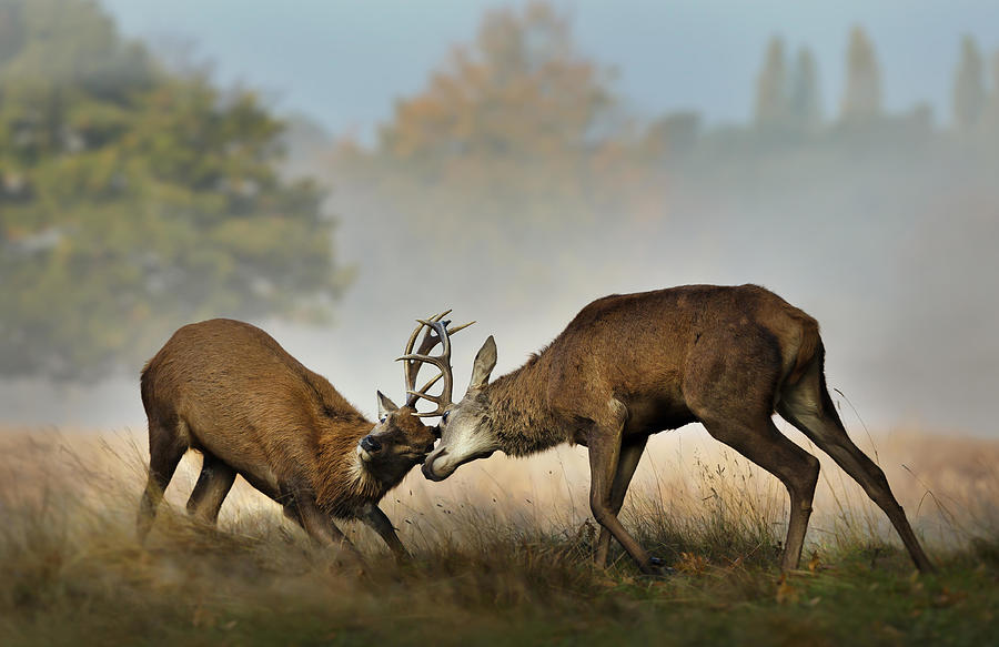 Animal Photograph - Close Up Of Red Deer Fighting by Giedrius Stakauskas