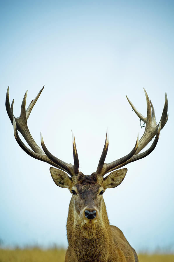 Close Up Of Red Deer Stag Cervus Elaphus Photograph by Jason Hosking