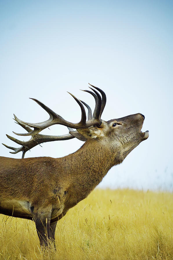 Close Up Of Red Deer Stag Roaring Photograph by Jason Hosking