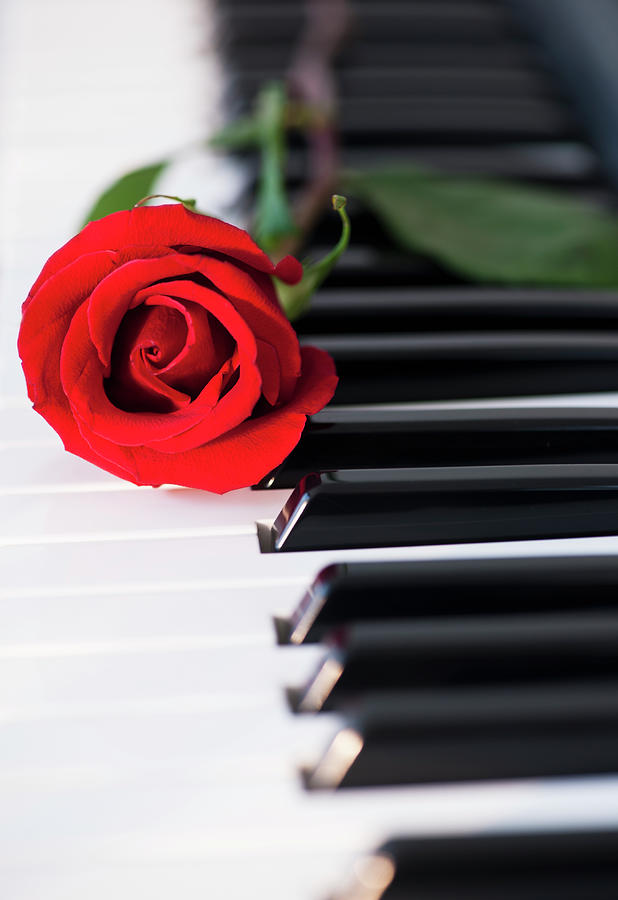 Close Up Of Red Rose Lying On Piano Keys Photograph by Daniel Grill