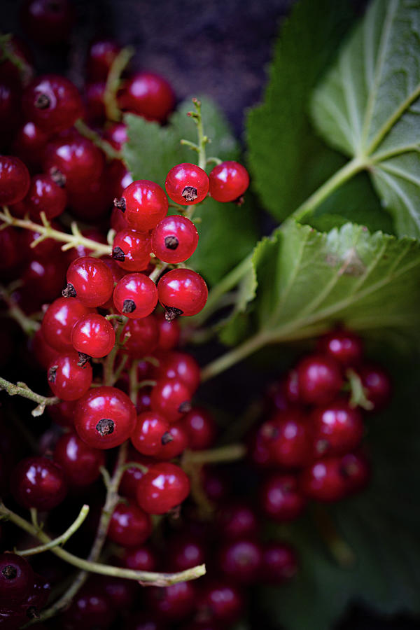 Close-up Of Redcurrants On Twig Photograph by Eising Studio