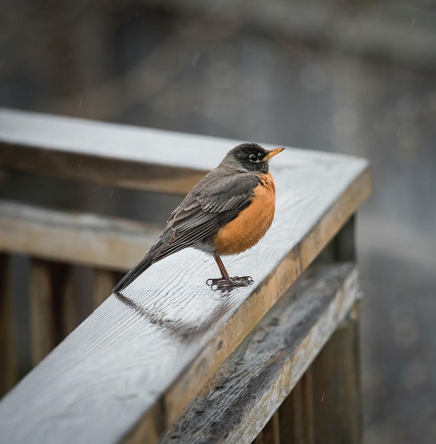Robin Photograph - Close Up Of Robin Redbreast Bird Perched On A Wooden Rail In The Rain. by Cavan Images