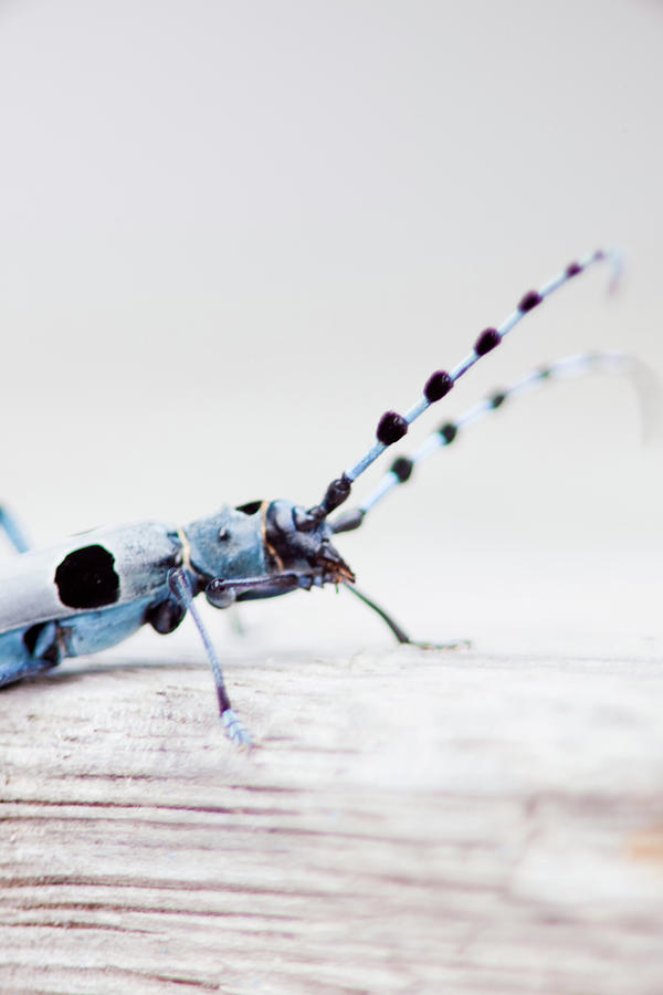 Close Up Of Rosalia Longicorn Bug Photograph by Guido Mieth