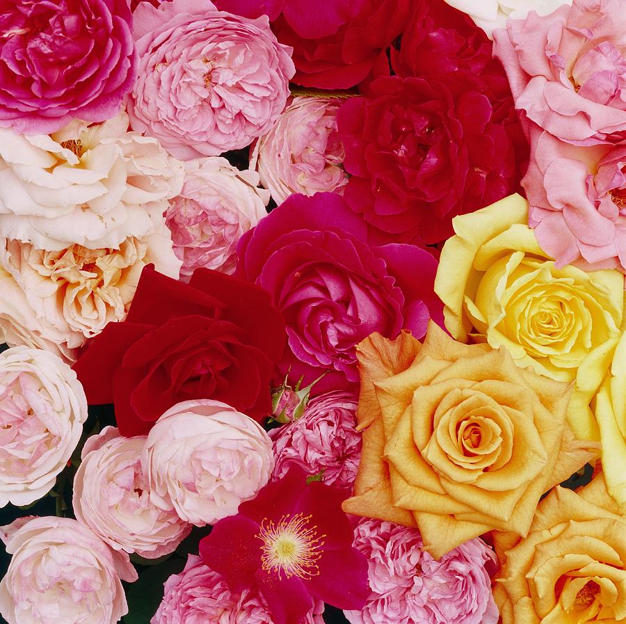 Close Up Of Roses Digital Art by Olimpio Fantuz