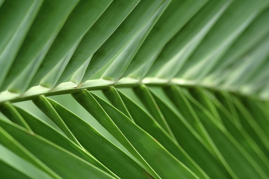 Close-up Of Sago Palm Leaves Photograph by Neil Overy