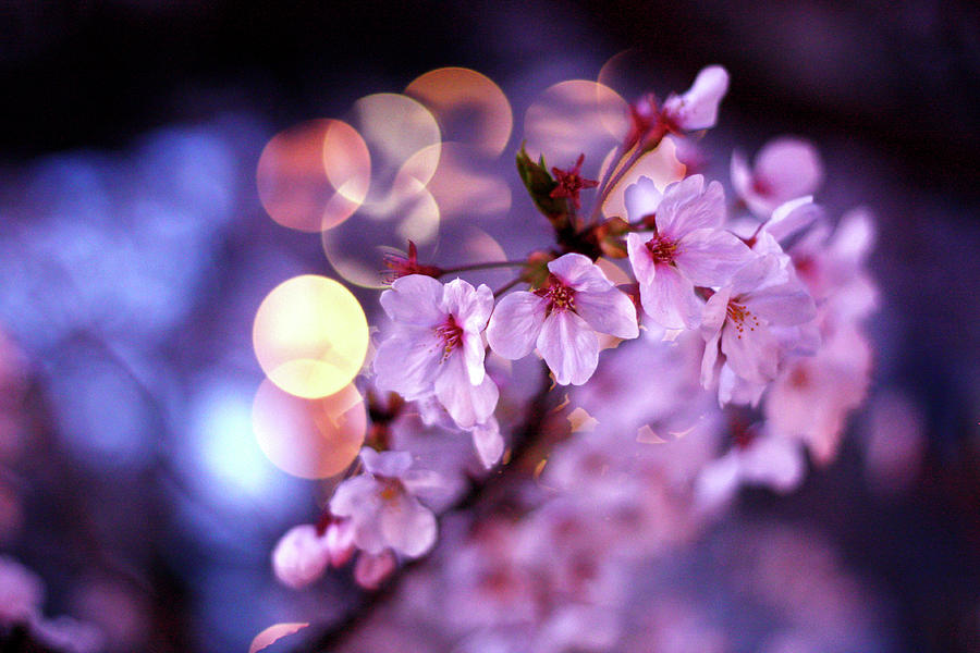 Close Up Of Sakura by Hidehiro Kigawa