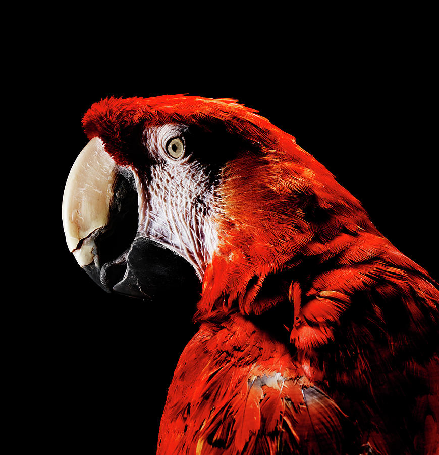 Close Up Of Scarlet Macaw Photograph by Henrik Sorensen