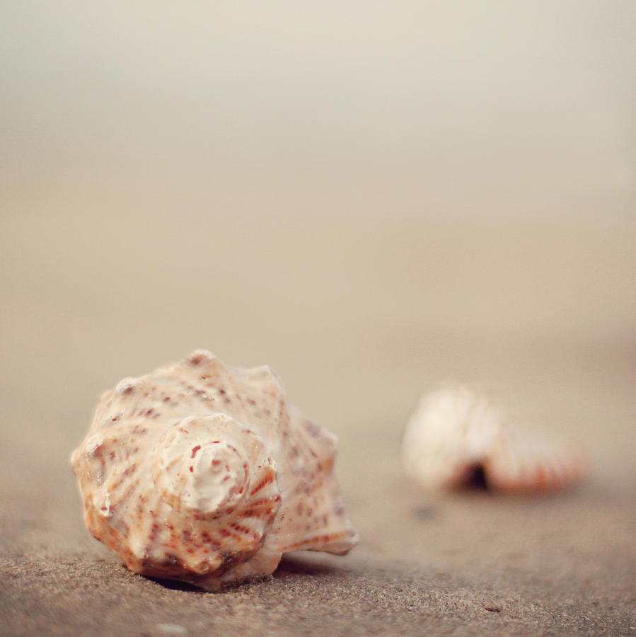 Close Up Of Shells On Beach Photograph by Copyright© Marianna Di Ferdinando