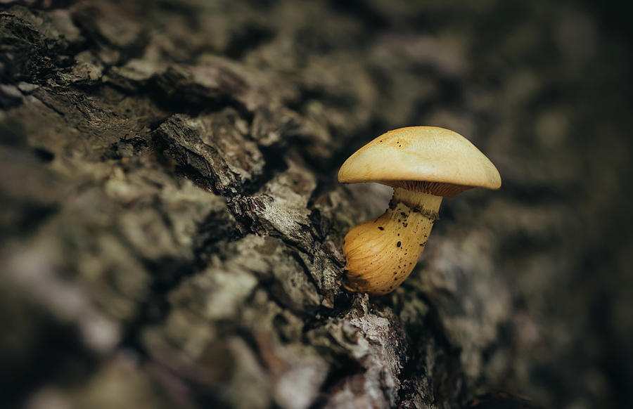 Close Up Of Single Mushroom Growing On Fallen Tree On Forest Floor ...