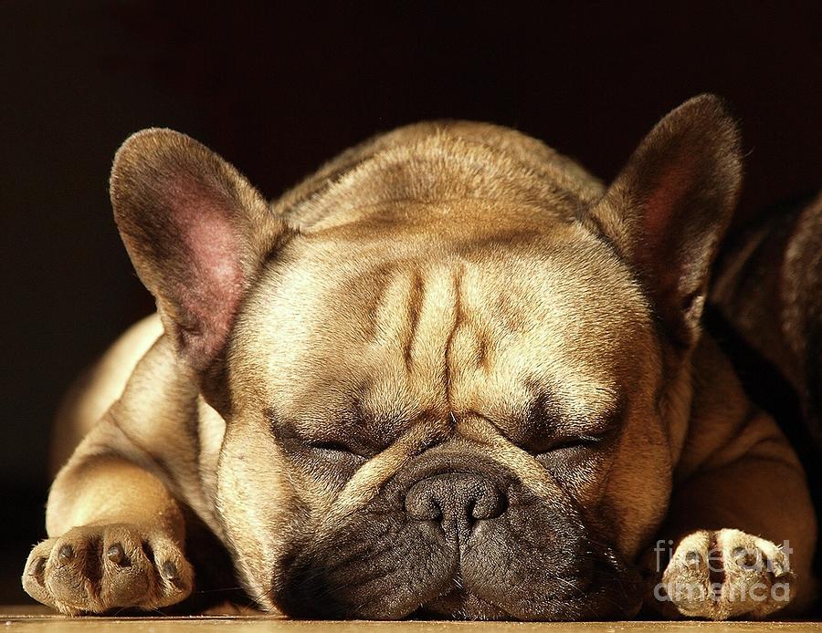 Close-up Of Sleeping Dog Photograph by Torben Schwennesen / Eyeem ...