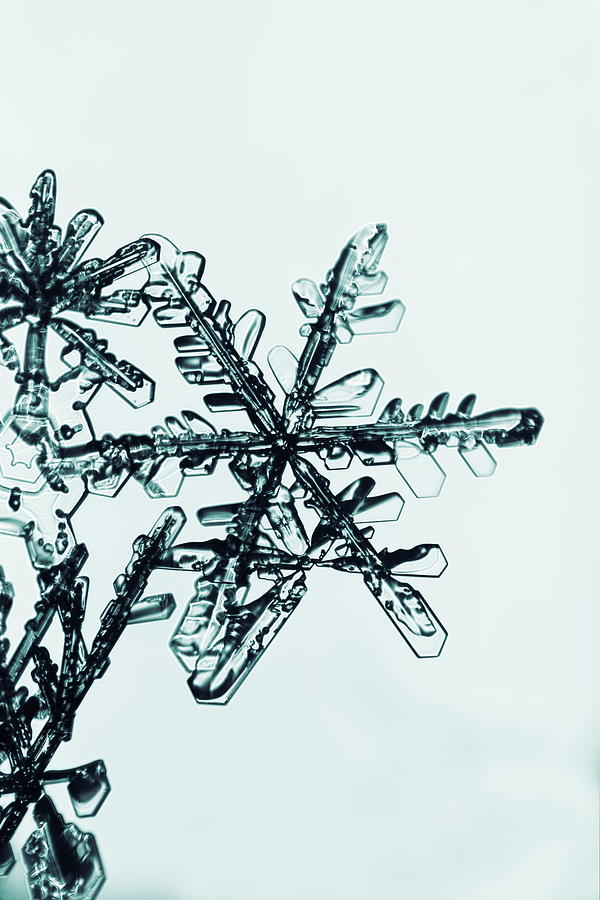 Close up of snowflakes on a cold winter day - monochrome blue Photograph by Intensivelight