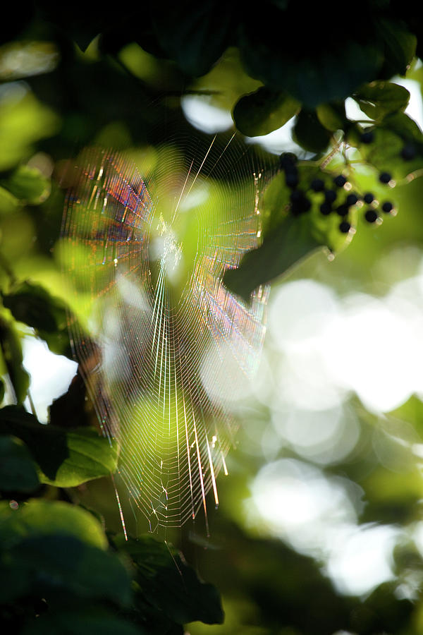 Close-up Of Spider Web In Tree, Styria, Austria Photograph by Jalag / Tim Langlotz